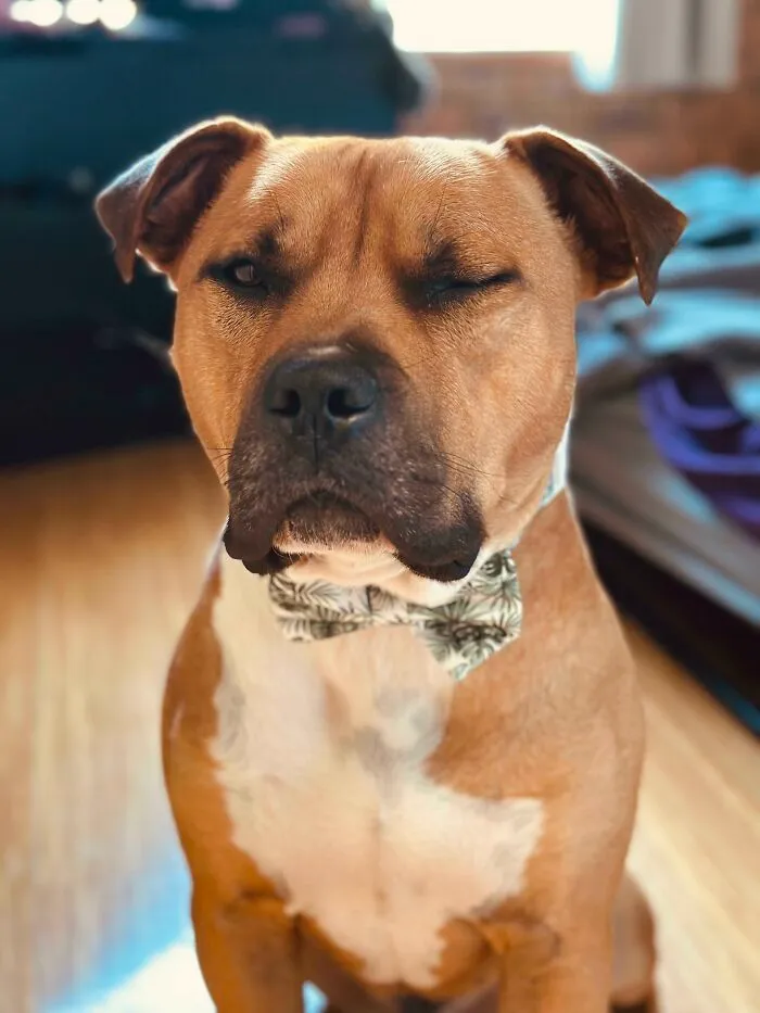 Este es Mace, nuestro American Stafford X. Rescatado hace un año y medio. ¡Lo pillamos guiñando el ojo con su pajarita!