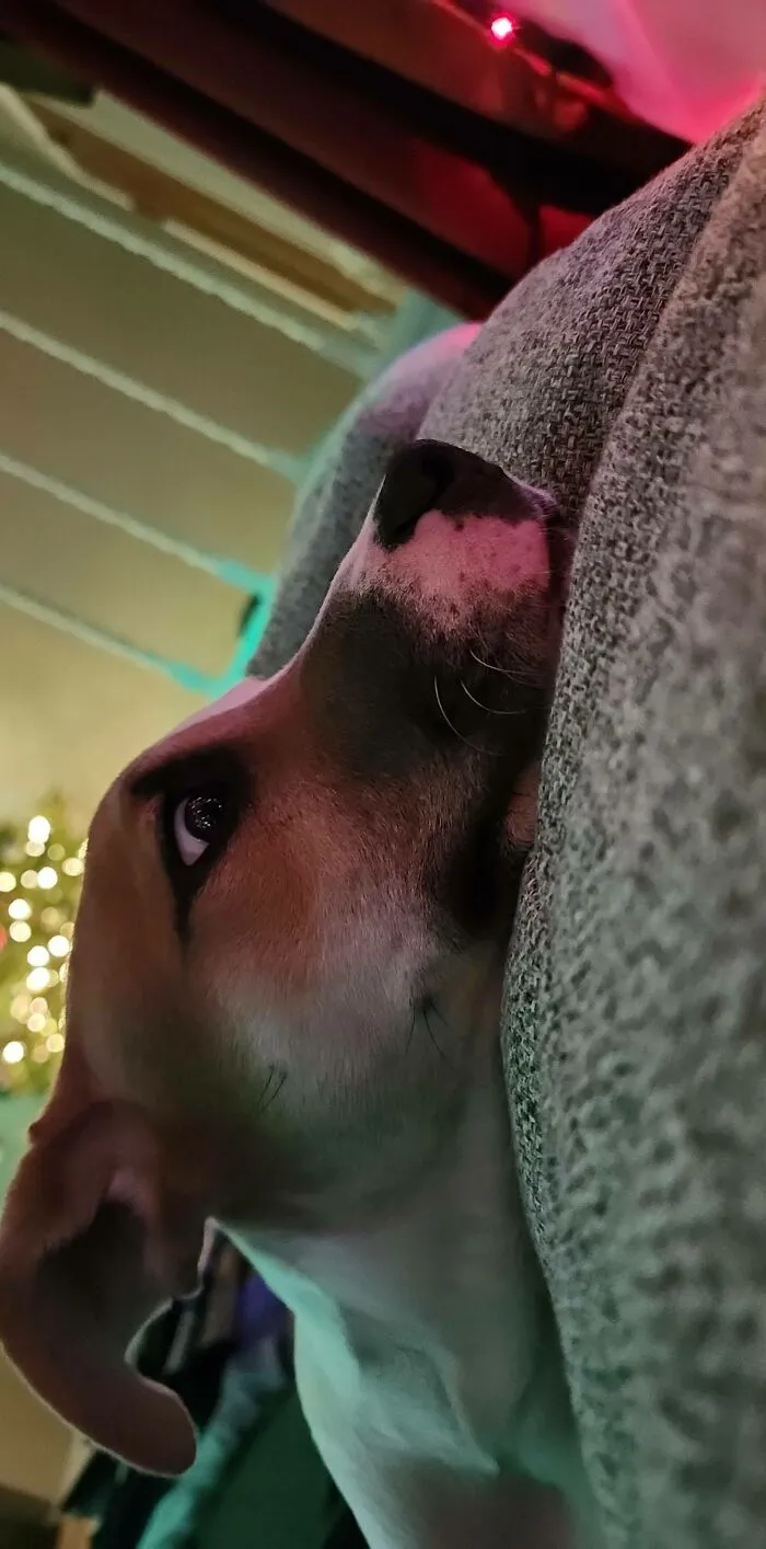 Rescaté a este apuesto caballero, y a Rocky le encanta mirar las luces de Navidad