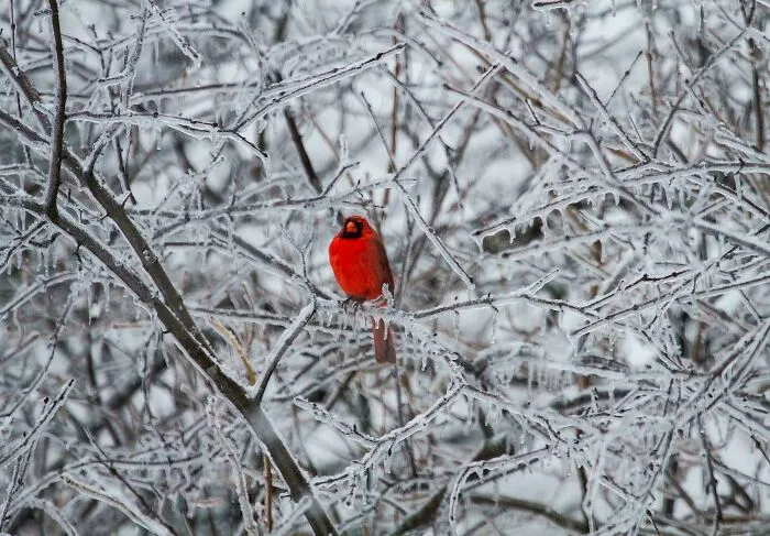 A Cardinal In Our Tree After Our Deep Freeze. Merry Christmas Eve Everyone!