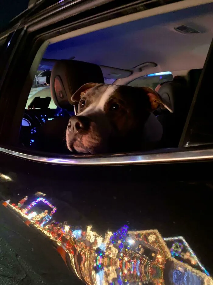We Don’t Have Kids So My Wife And I Take Our Dog Around To Look At The Lights. He Loves It