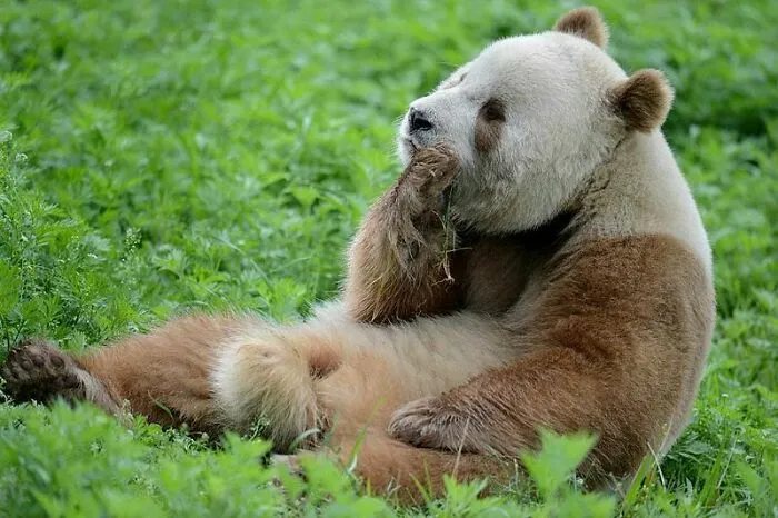 There Are Two Giant Panda Subspecies
