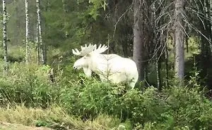 50 Times People Found Something Wild And Unexpected While Strolling Through The Forest