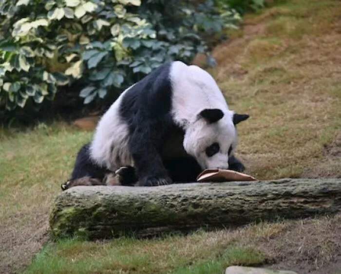 Giant Pandas Are No Longer Endangered