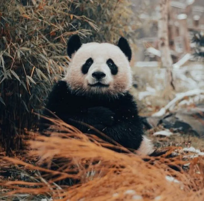Panda Have Slits As Pupils, Like Cats