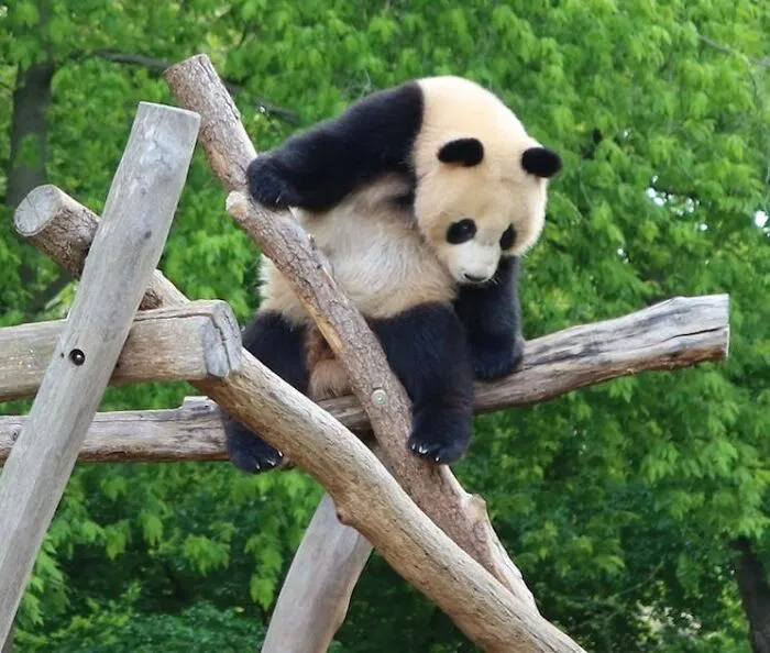 Pandas Are Loners