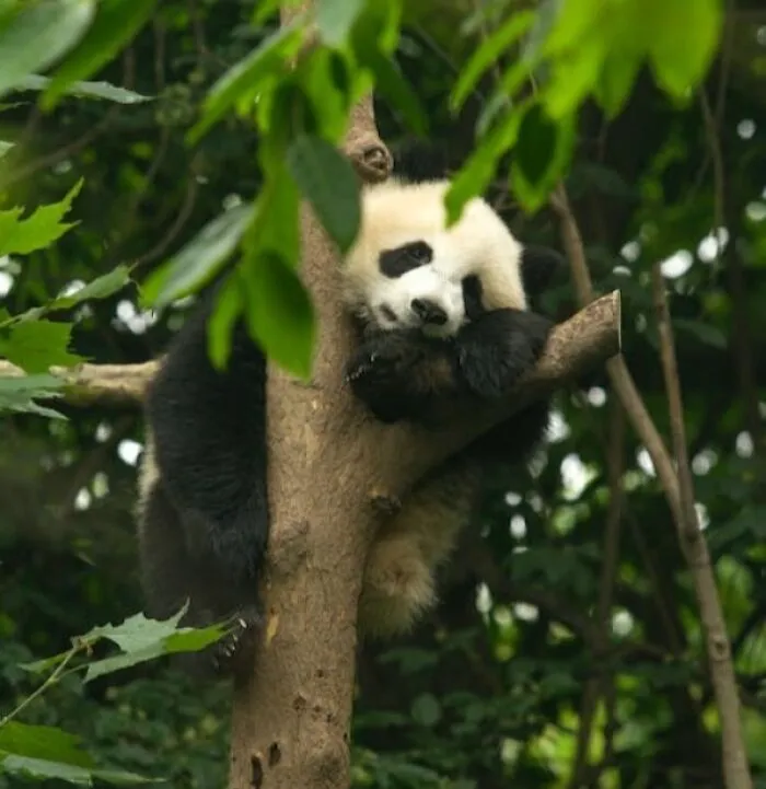 Pandas Sometimes Do Handstands When They Wee