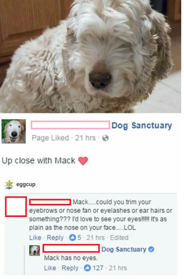 Fluffy dog photo with humorous Facebook comments; a classic example of cringe pics.