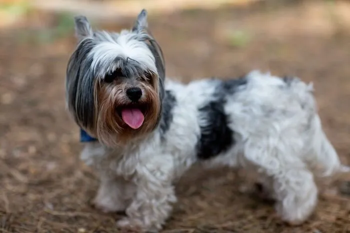 Black and white Biewer Terrier