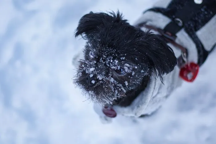 Affenpinscher covered in snow 