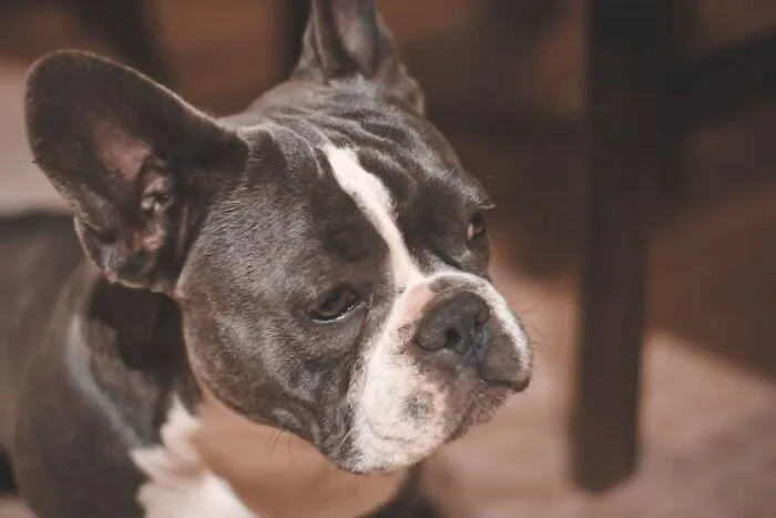 Black and white French Bulldog