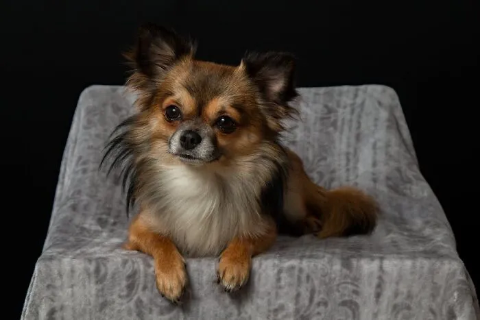 Chihuahua sitting on the chair 
