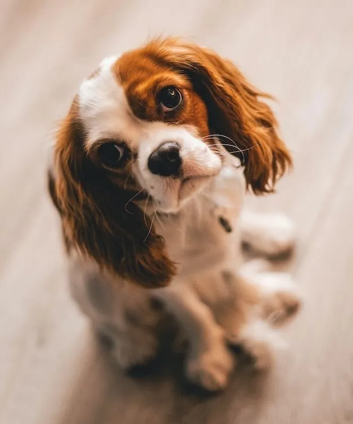 Cavalier King Charles Spaniels
