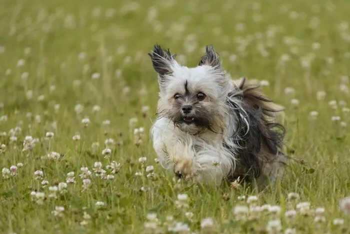 Havanese running 