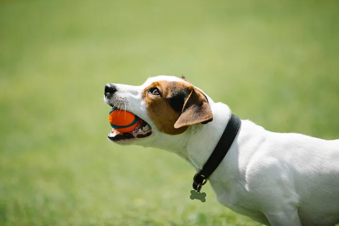 Toy Fox Terrier