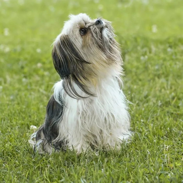 Shih Tzu sitting on the grass 