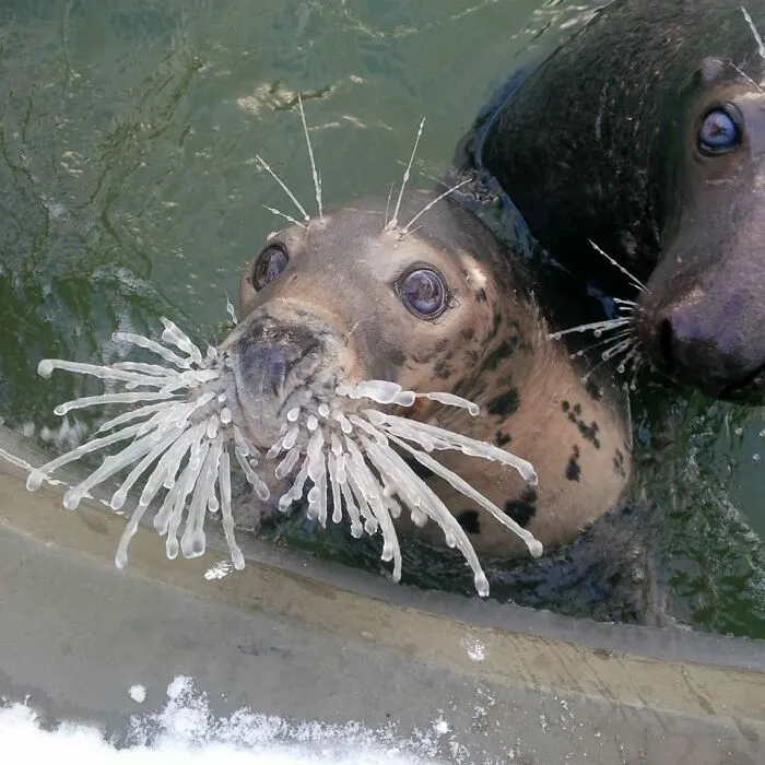 La foca Ania está confundida por lo que les ha pasado a sus bigotes (ahora mismo,  en Polonia hace -10°C/14°F)