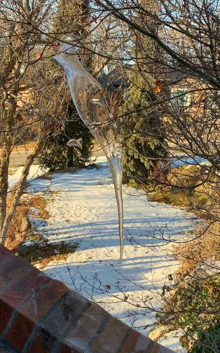 Un carámbano con forma de pájaro que se formó en nuestra entrada 