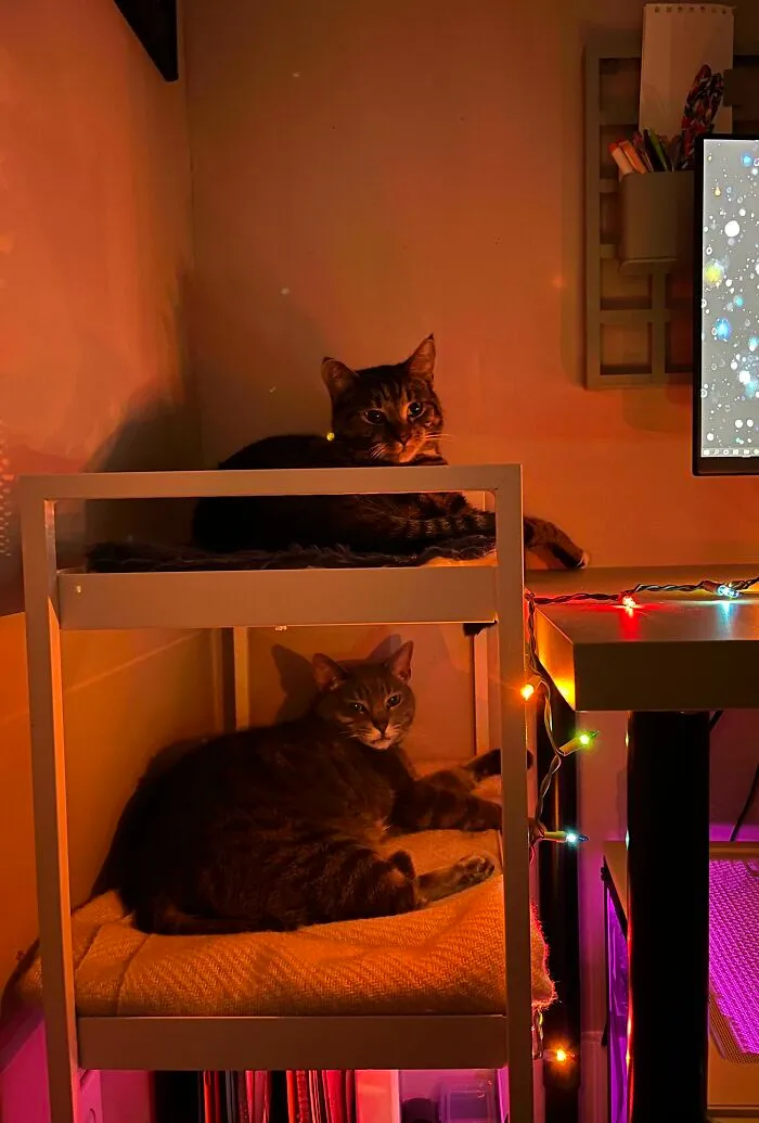 He convertido mi carro de herramientas Nissafors en una litera para gatos para mantenerlos alejados de mi escritorio mientras trabajo