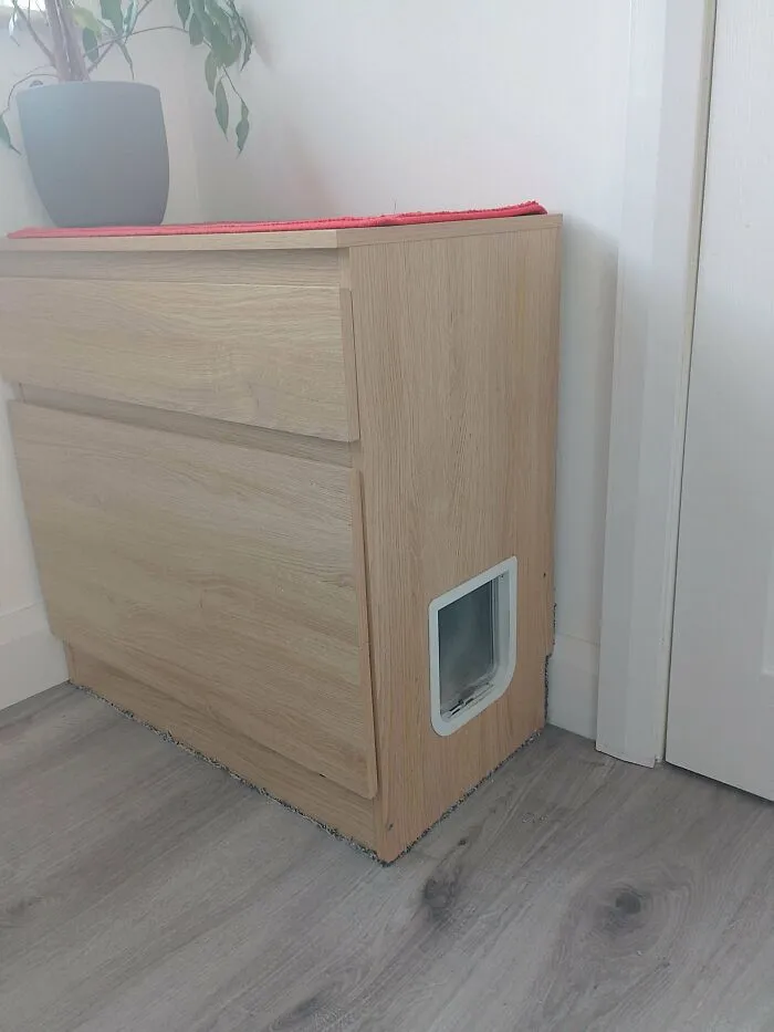 Os presentamos el Kullen para gatitos
