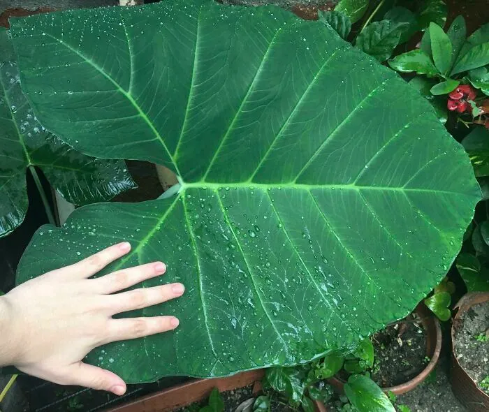 This Big Guy Has Tripled Its Size Since December!