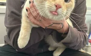 50 Soul-Healing Rescue Pet Pics To Make You Smile (November Edition)