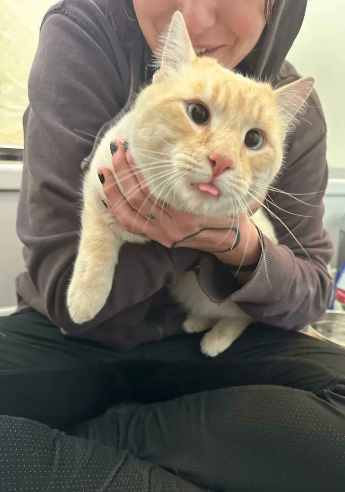 We Found The Best Stray