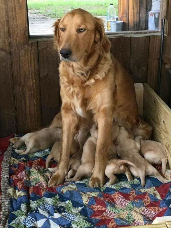 Get Puppies They Said, It Will Be Fun, They Said