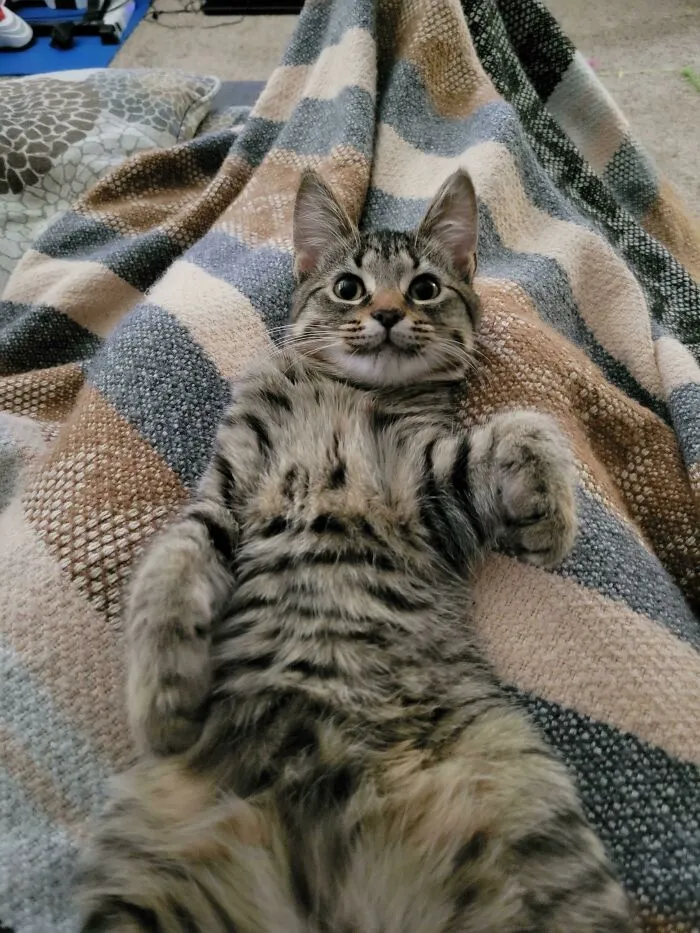 Sabía que adoptar un gatito sería algo bonito, pero no tenía ni idea de lo que me esperaba