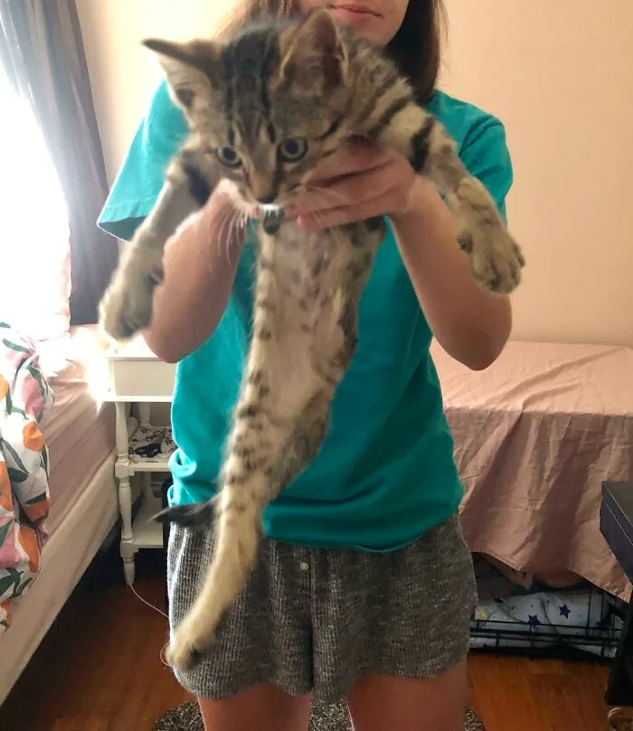 I Adopted A Kitten With Three Legs And Lol