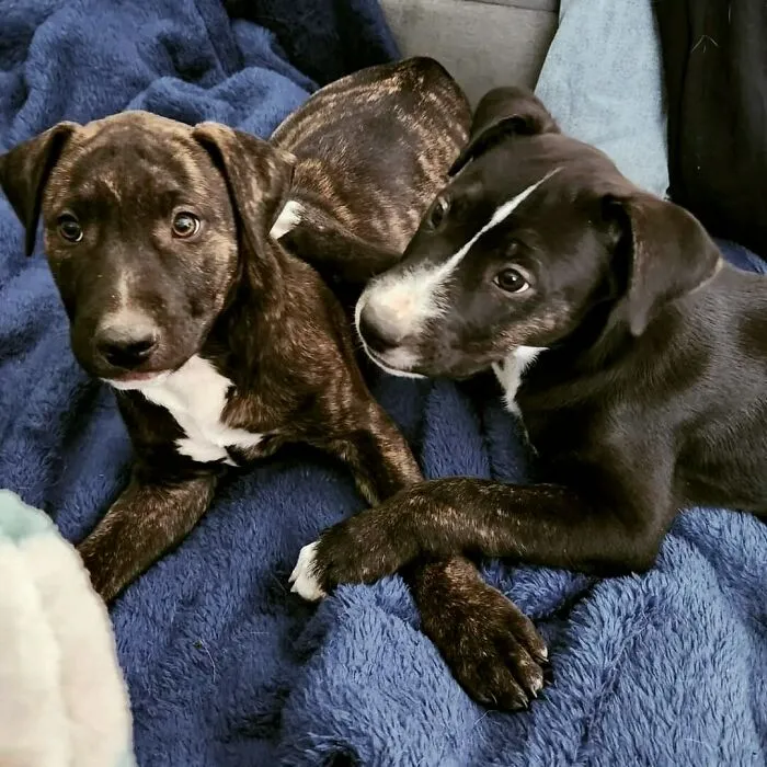 I Went To Adopt 1 Dog