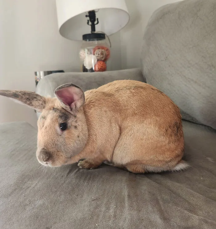 Estaba buscando para adoptar un conejito y encontré a este con pinta de tontorrón
