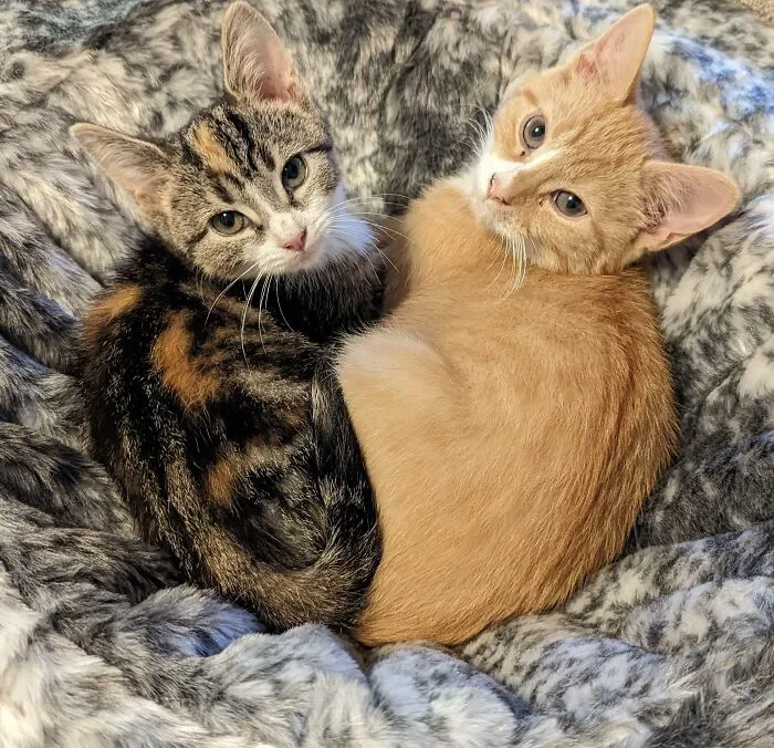 Meet Leo And Luna! Even Though I Saved Them From A Sad Home They Have Ended Up Rescuing Me From Some Sad Days! #catsrule