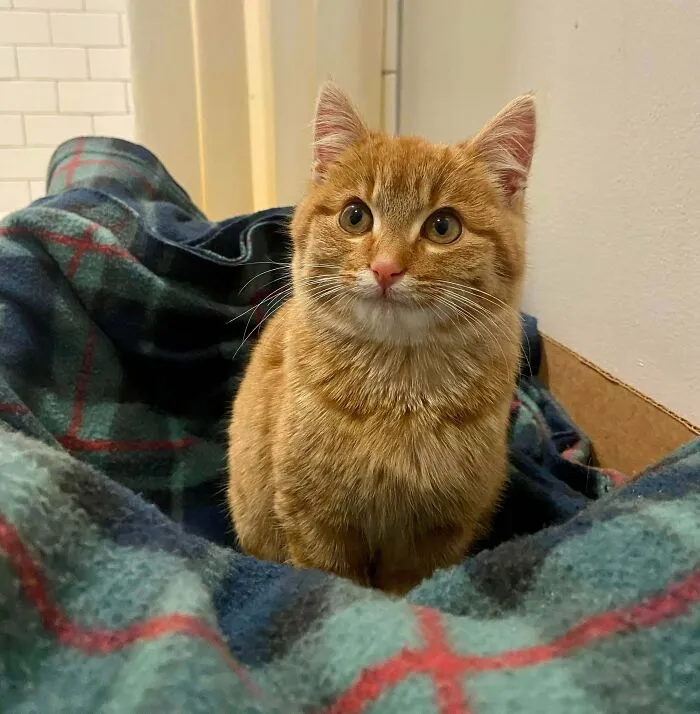 Adopted The Cutest Stray I’ve Ever Met  My BF Named Her Edith (Aka Edee) 