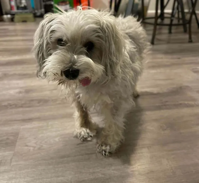 Dad Wanted To Get Mom A Puppy; She Rescued This Senior Citizen Instead. Allow Me To Introduce Mr. Kiss Kiss