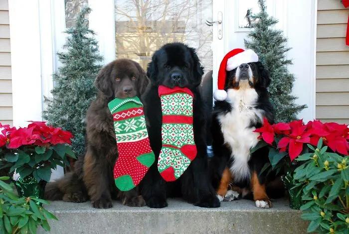 This Year's Christmas Card
