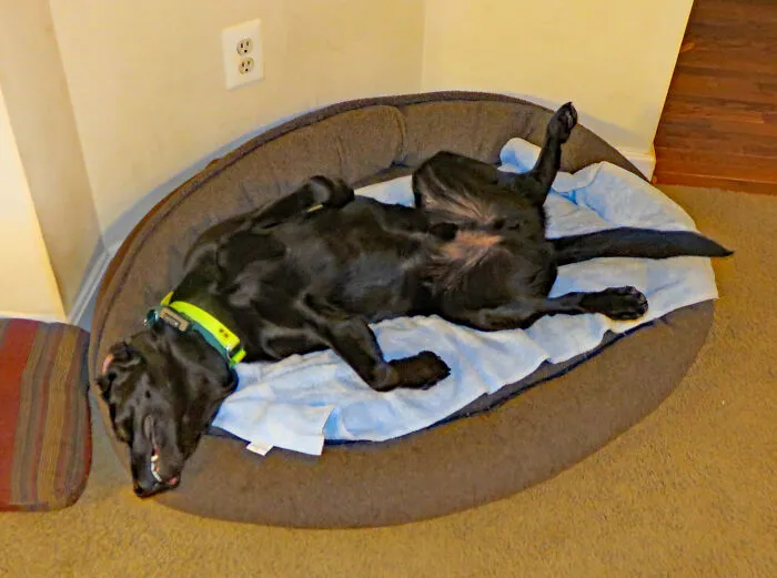 Lucky Dog Napping