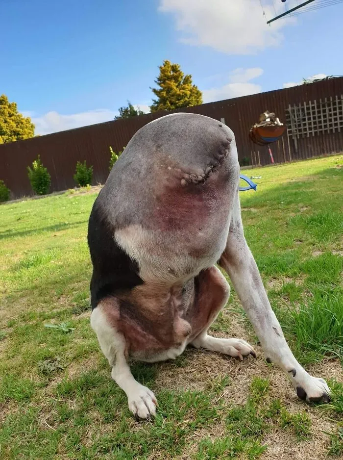 Un perro de tres patas lamiéndose el lomo