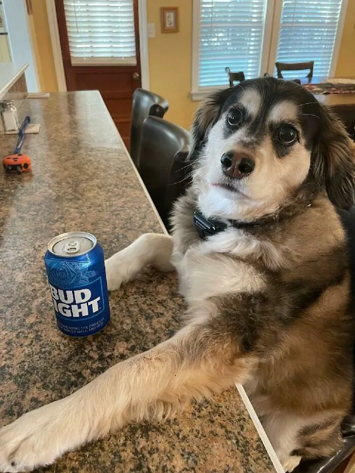 My Father-In-Law Doesn't Like Dogs But He's Watching Him Over Christmas For Me. This Is What He Sends Me "He's Out Of Control!"