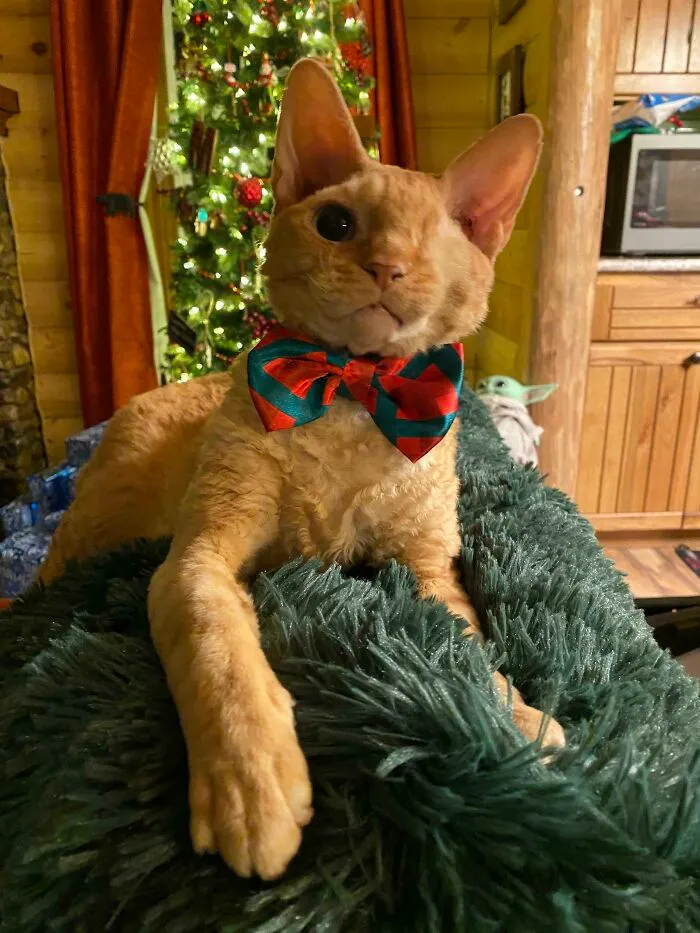 One Eyed Willy Wishes Everyone A Merry Christmas!