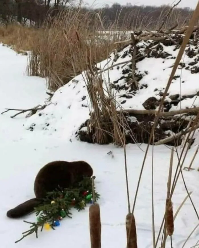 He atrapado a este delincuente robando un árbol de Navidad del patio de un vecino