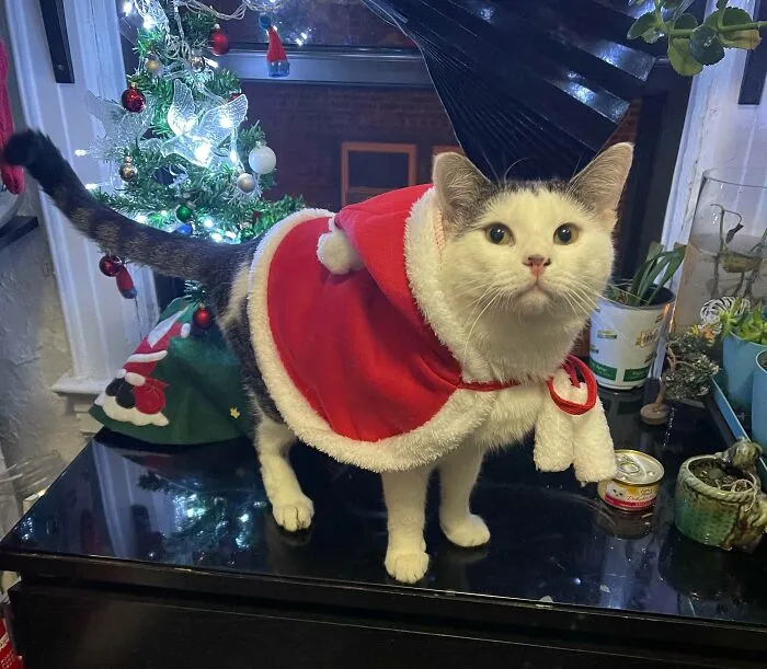 After Wanting A Cat My Whole Life, I Took In This Little Guy And I Present You Oreo’s First Christmas!