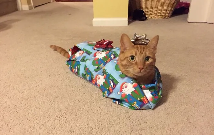 Here's Twix. He Puts Up With A Lot From The Kids. Merry Christmas!