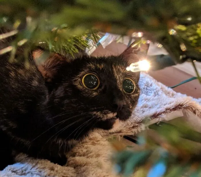 Dobby's First Christmas!