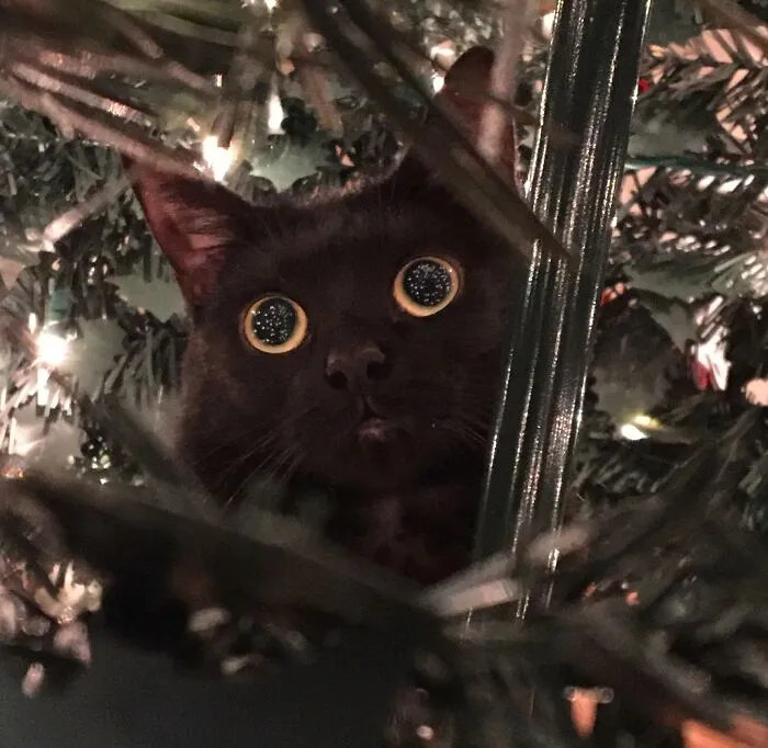 My Cat (Jet) Likes To Sit In Our Fake Christmas Tree
