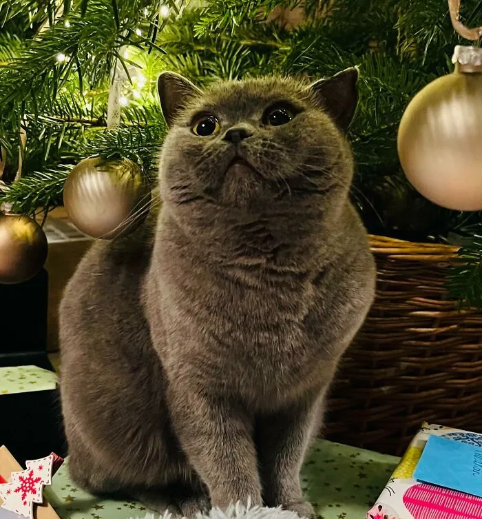 This Will Forever Be My Favorite Picture Of Her. She Loves Christmas