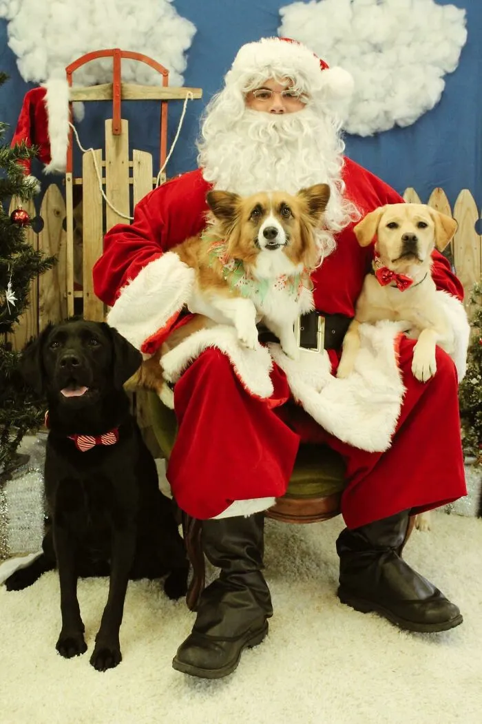 Thought You All Would Appreciate My Pups' Christmas Photo