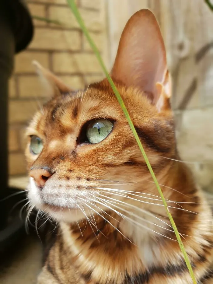 My 9 Year Old Bengal Never Grew Out Of Her Kitten Face