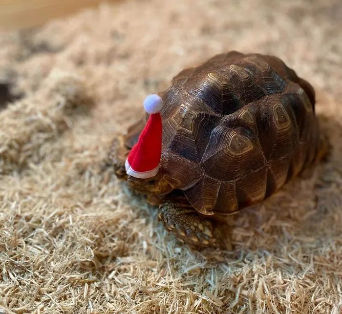 If Your Presents Arrived Late, It’s Because Santa’s Helpers Are A Little Slower Than Normal