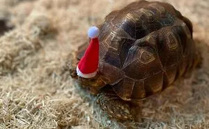 50 Funny And Cute Pets Who Made Or Broke Christmas (New Pics)