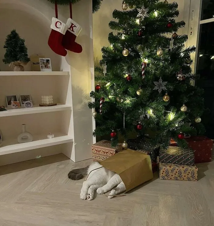 Best Christmas Gift